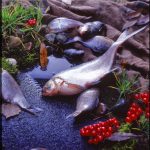 Еда - fotostep.ru - рыба
